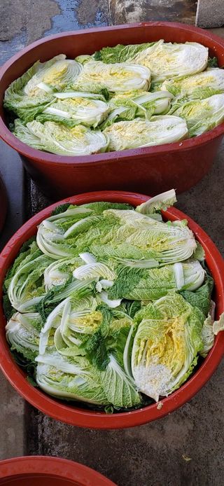 달맛햇복숭아농원님의 자유주제 · 자유게시판 작성글 사진