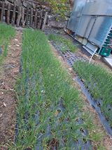 팜모닝 기타작물·자유게시판 게시글 이미지