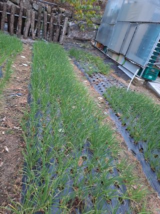 강정희님의 기타작물 · 자유게시판 작성글 사진