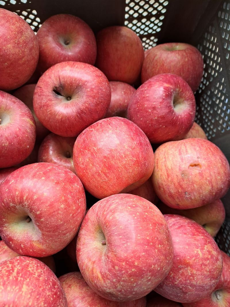 박수정님의 장터 판매 상품 [정품못난이혼합5.5키로] 첨부 사진