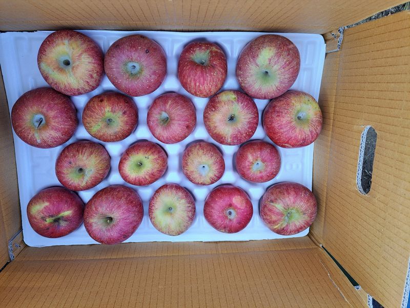 박수정님의 장터 판매 상품 [정품못난이혼합5.5키로] 첨부 사진