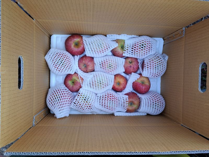 박수정님의 장터 판매 상품 [정품못난이혼합5.5키로] 첨부 사진