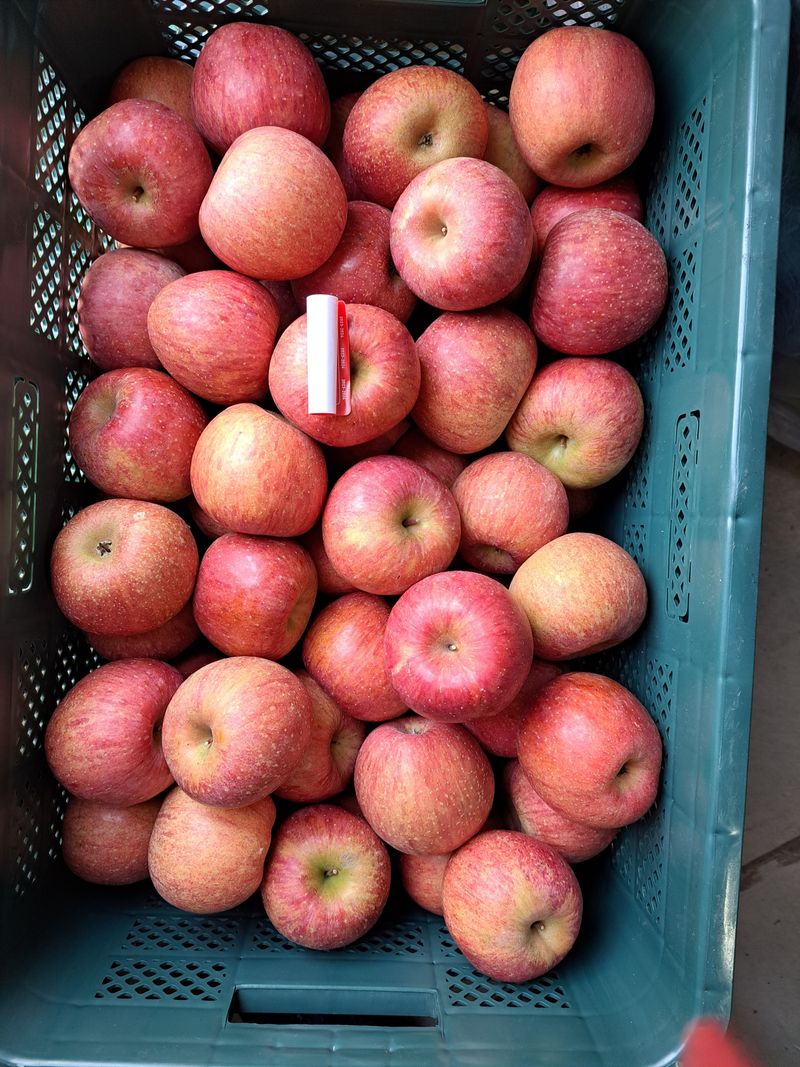 장터 상품 [정품못난이혼합5.5키로] 썸네일