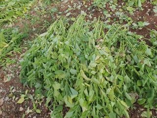 고윤정님의 들깨 · 영농일지 작성글 사진