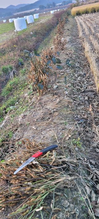 살구15128님의 콩 · 영농일지 작성글 사진