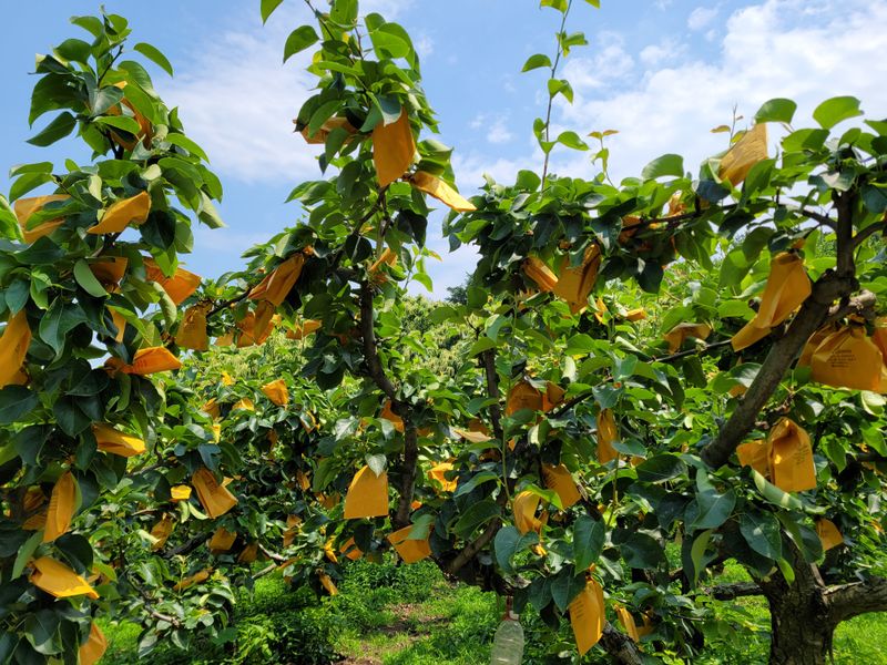 독고다이님의 장터 판매 상품 [게르마늄 신고배 7.5kg .19과] 첨부 사진