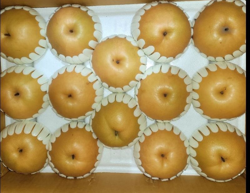 독고다이님의 장터 판매 상품 [게르마늄 신고배 7.5kg .19과] 첨부 사진