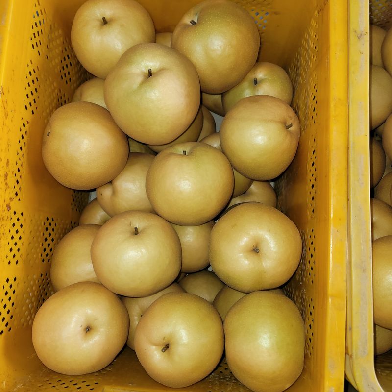 또상농장님의 장터 판매 상품 [신고배7.5kg] 첨부 사진