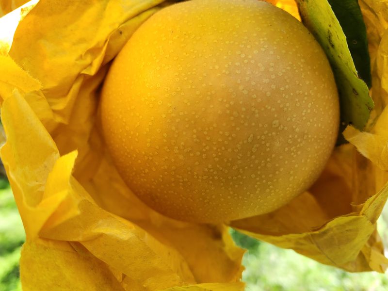 독고다이님의 장터 판매 상품 [게르마늄 신고배 7.5kg .19과] 첨부 사진