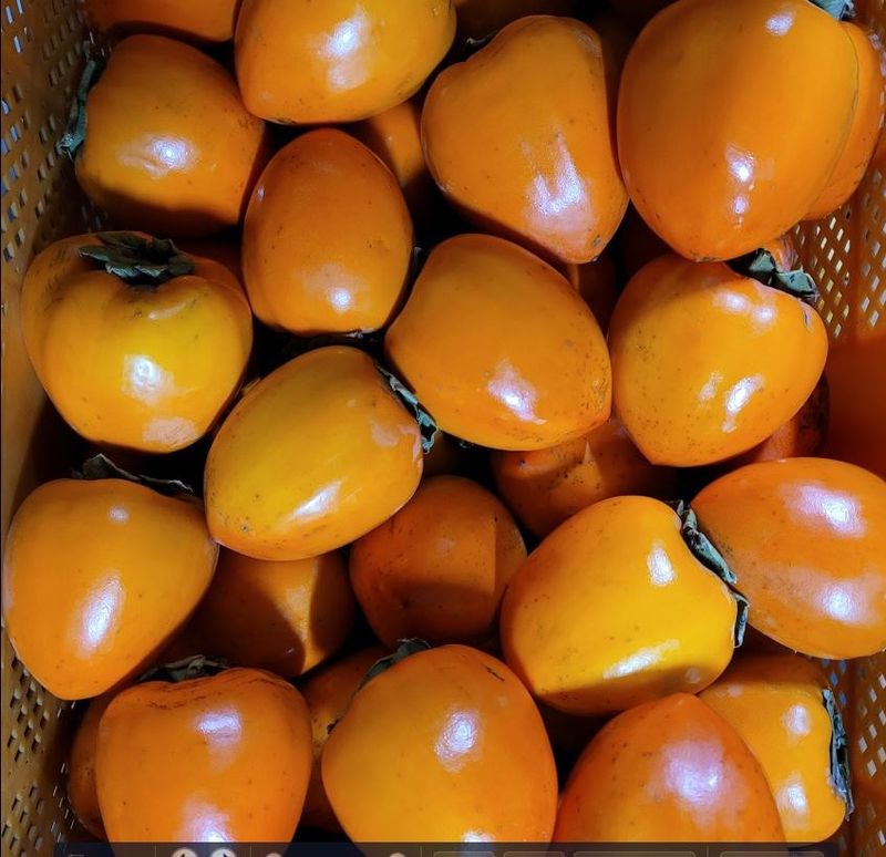 또상농장님의 장터 판매 상품 [대봉감(갑주,백목)10kg] 첨부 사진