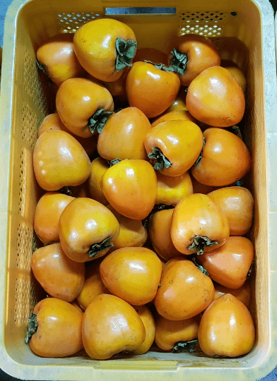 독고다이님의 장터 판매 상품 [ 명품 대봉감 10kg. 무료배송] 첨부 사진