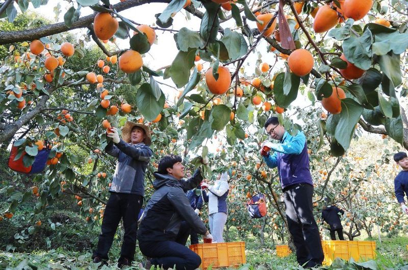 또상농장님의 장터 판매 상품 [대봉감(갑주,백목)10kg] 첨부 사진