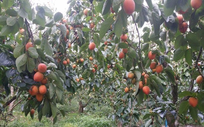 또상농장님의 장터 판매 상품 [대봉감(갑주,백목)10kg] 첨부 사진