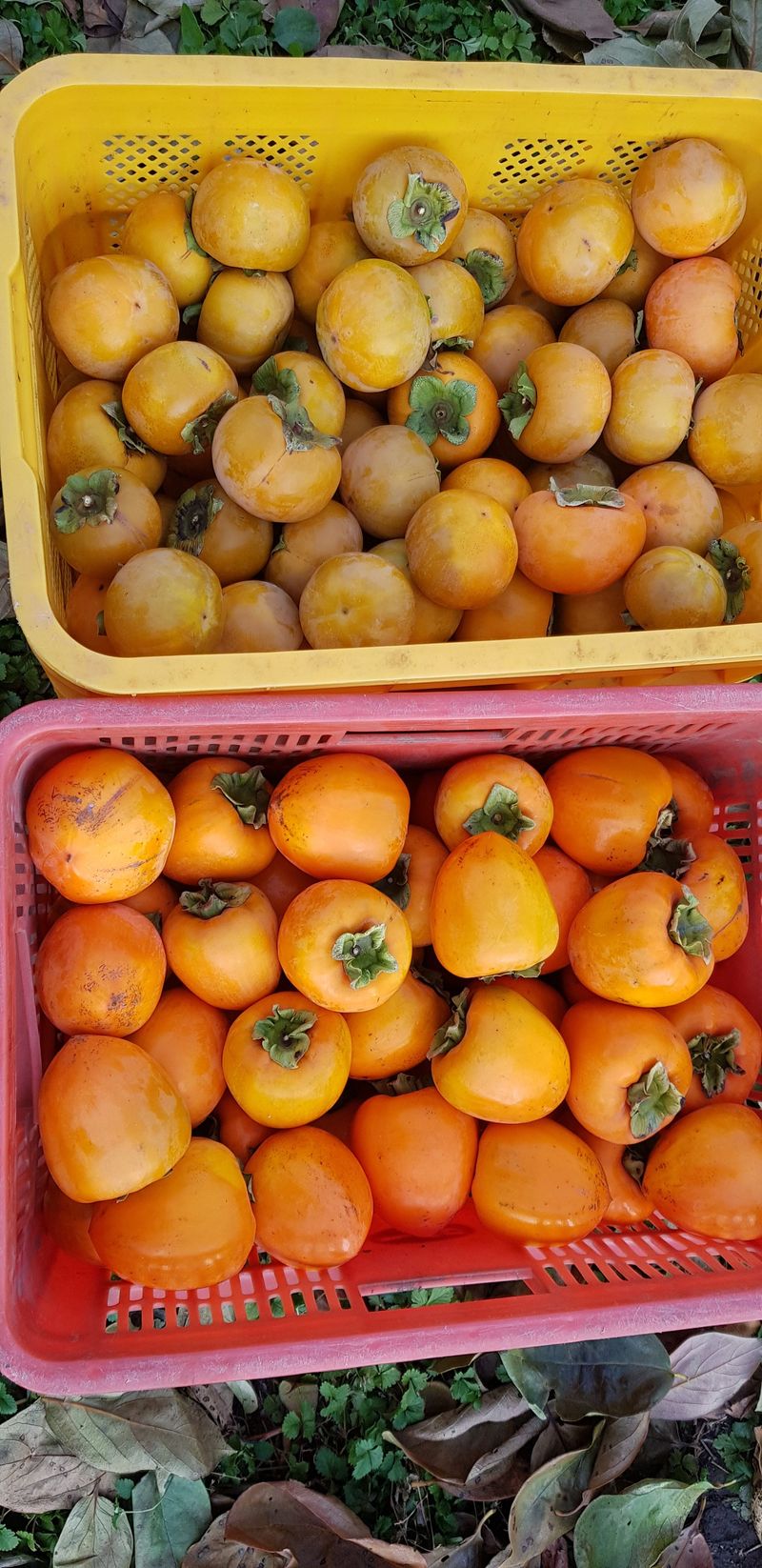 또상농장님의 장터 판매 상품 [대봉감(갑주,백목)10kg] 첨부 사진