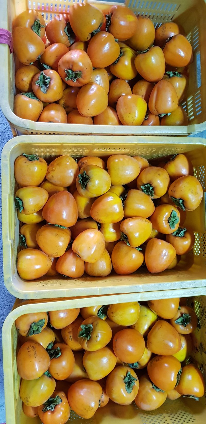 독고다이님의 장터 판매 상품 [ 명품 대봉감 10kg. 무료배송] 첨부 사진