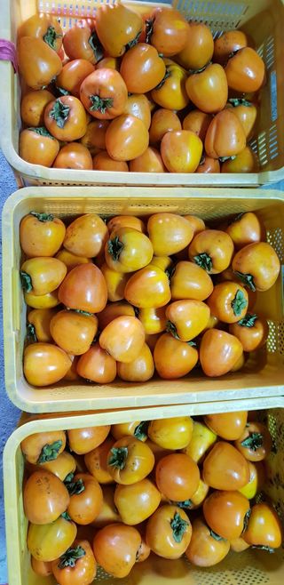 독고다이님의 작성글 사진