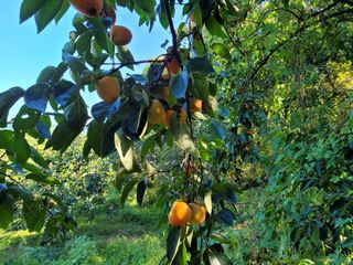 독고다이님의 작성글 사진