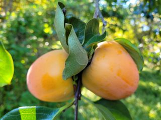 독고다이님의 작성글 사진