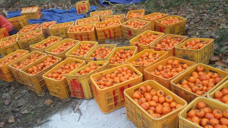 독고다이님의 장터 판매 상품 [ 명품 대봉감 10kg. 무료배송] 첨부 사진