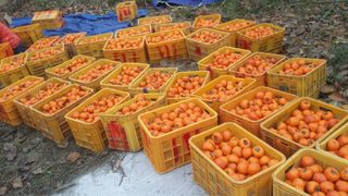 독고다이님의 작성글 사진