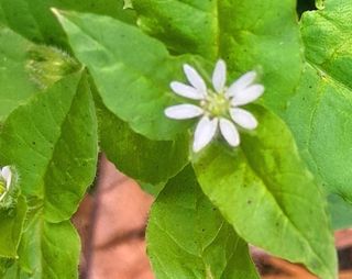 이미옥님의 벼 · 영농일지 작성글 사진