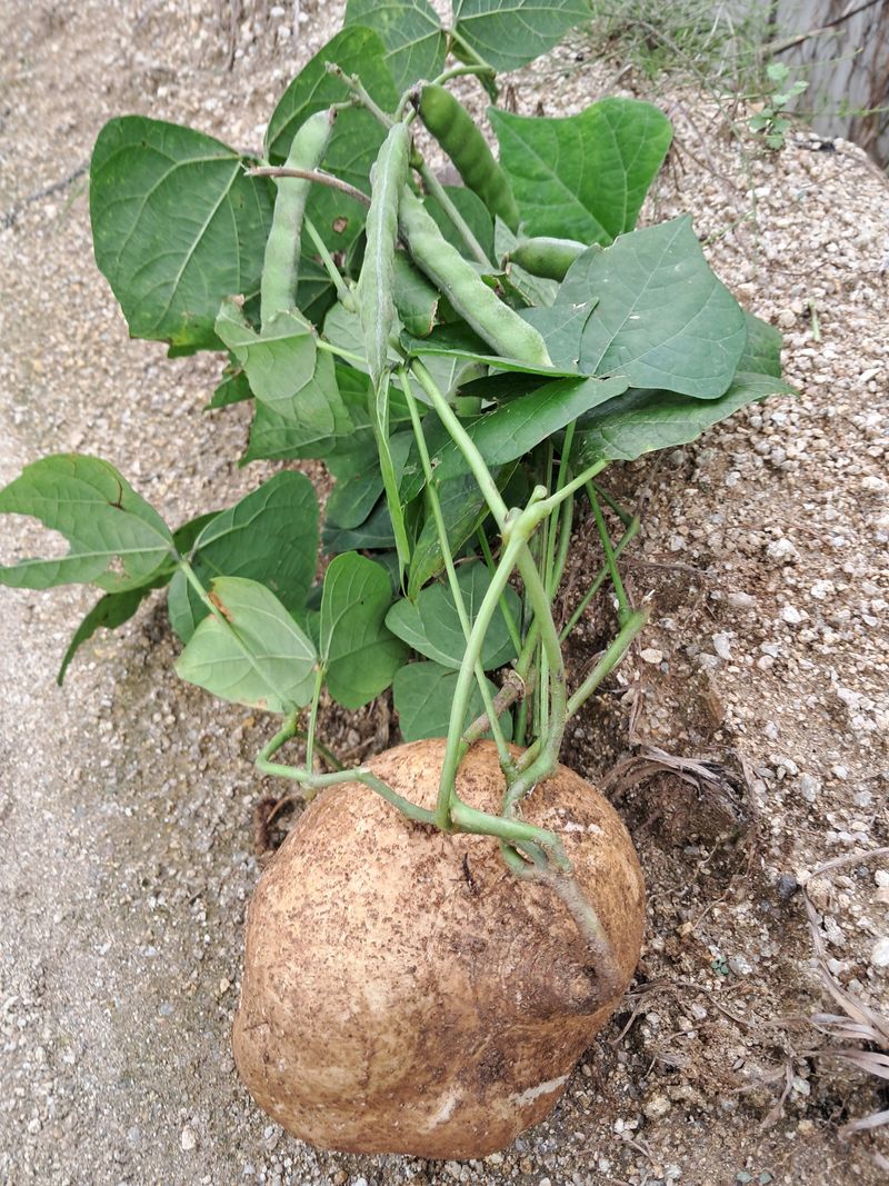 장터 상품 [히카마(얌빈)10kg] 썸네일