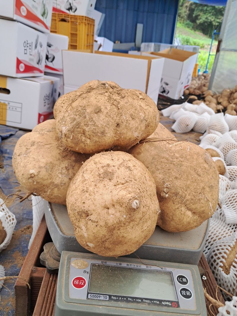 김명기님의 장터 판매 상품 [히카마(얌빈)10kg] 첨부 사진