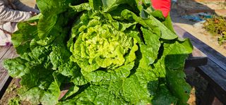 백용기님의 [팜춘문예] 짧은 시 쓰기 · 참여글 작성글 사진