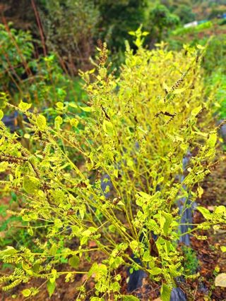 이형록님의 배추 · 수확 작성글 사진