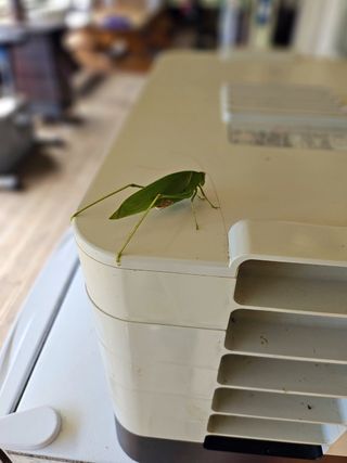 이형록님의 배추 · 수확 작성글 사진