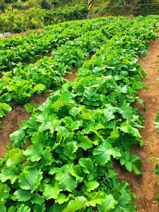 이형록님의 배추 · 수확 작성글 사진