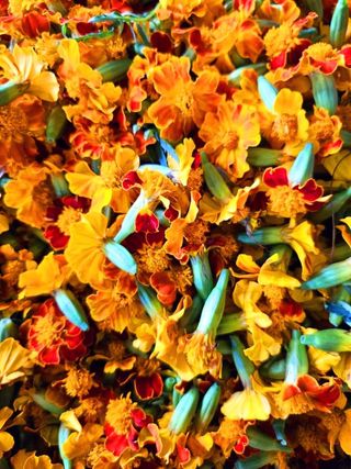 이형록님의 배추 · 수확 작성글 사진