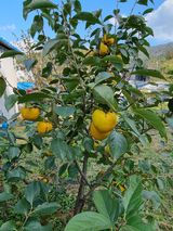 팜모닝 감·자유게시판 게시글 이미지