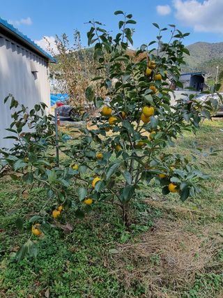 욱정호님의 감 · 자유게시판 작성글 사진