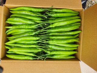 안비님의 고추 · 시세•판로 작성글 사진