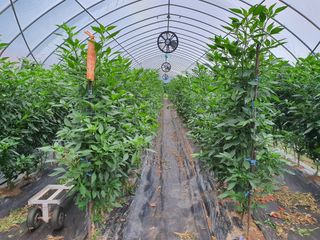 안비님의 고추 · 시세•판로 작성글 사진