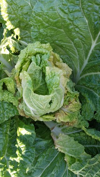 참깨7881님의 배추 · 병해충상담 작성글 사진