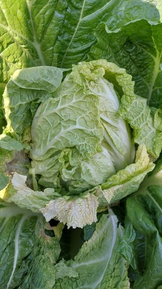 참깨7881님의 배추 · 병해충상담 작성글 사진