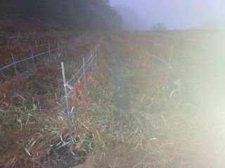 오영도님의 고추·수확 작성글 사진