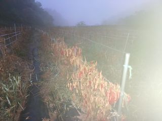 오영도님의 고추 · 수확 작성글 사진