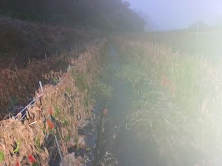 오영도님의 고추 · 수확 작성글 사진