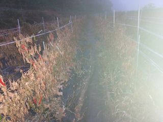 오영도님의 고추 · 수확 작성글 사진