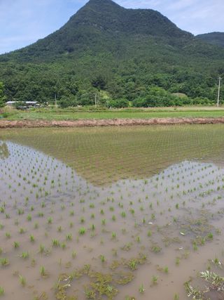 김영복님의 [팜춘문예] 짧은 시 쓰기 · 참여글 작성글 사진