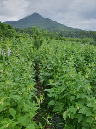 김영복님의 [팜춘문예] 짧은 시 쓰기 · 참여글 작성글 사진