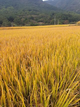 김영복님의 [팜춘문예] 짧은 시 쓰기 · 참여글 작성글 사진