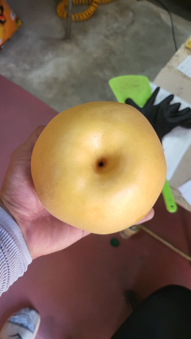 서생배맛나님의 장터 판매 상품 [서생배 15kg 한정판매 ] 첨부 사진