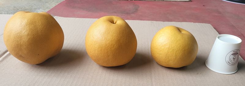 서생배맛나님의 장터 판매 상품 [서생배 15kg 한정판매 ] 첨부 사진