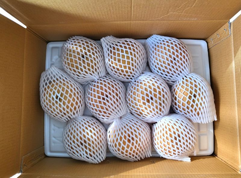 서생배맛나님의 장터 판매 상품 [서생배 15kg 한정판매 ] 첨부 사진