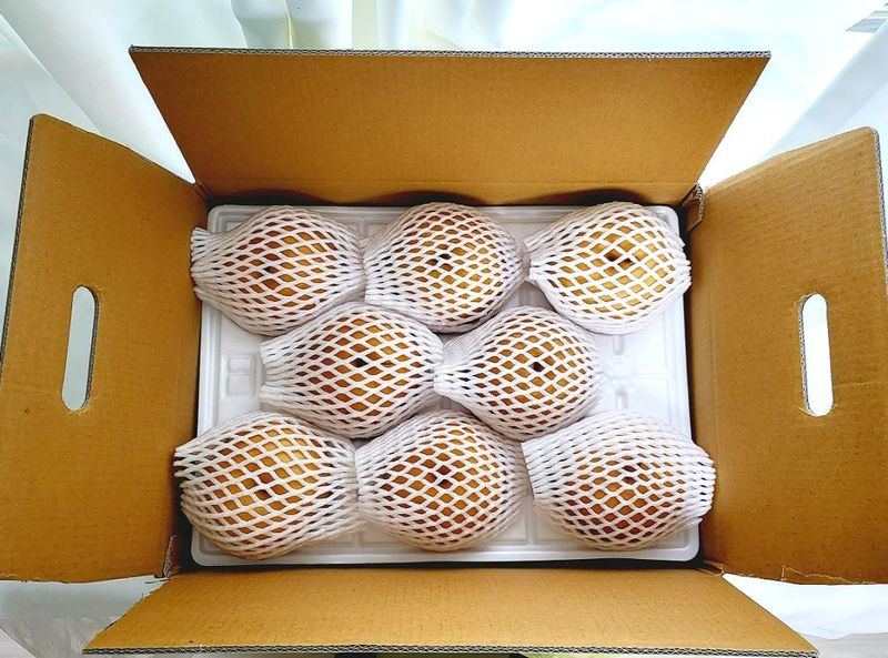 서생배맛나님의 장터 판매 상품 [서생배 15kg 한정판매 ] 첨부 사진