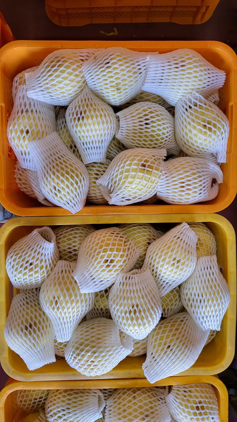 서생배맛나님의 장터 판매 상품 [서생배 15kg 한정판매 ] 첨부 사진